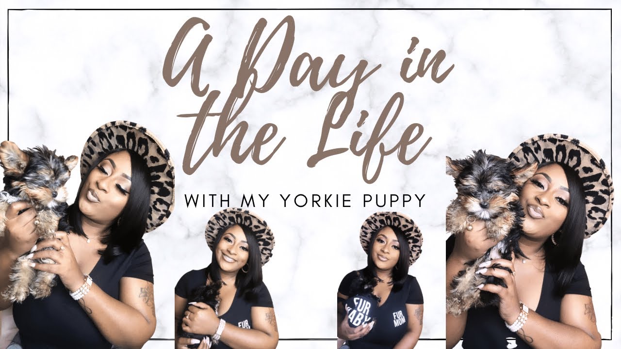 A Day in the Life w/ my Yorkie Puppy/Life Update | Vlog
