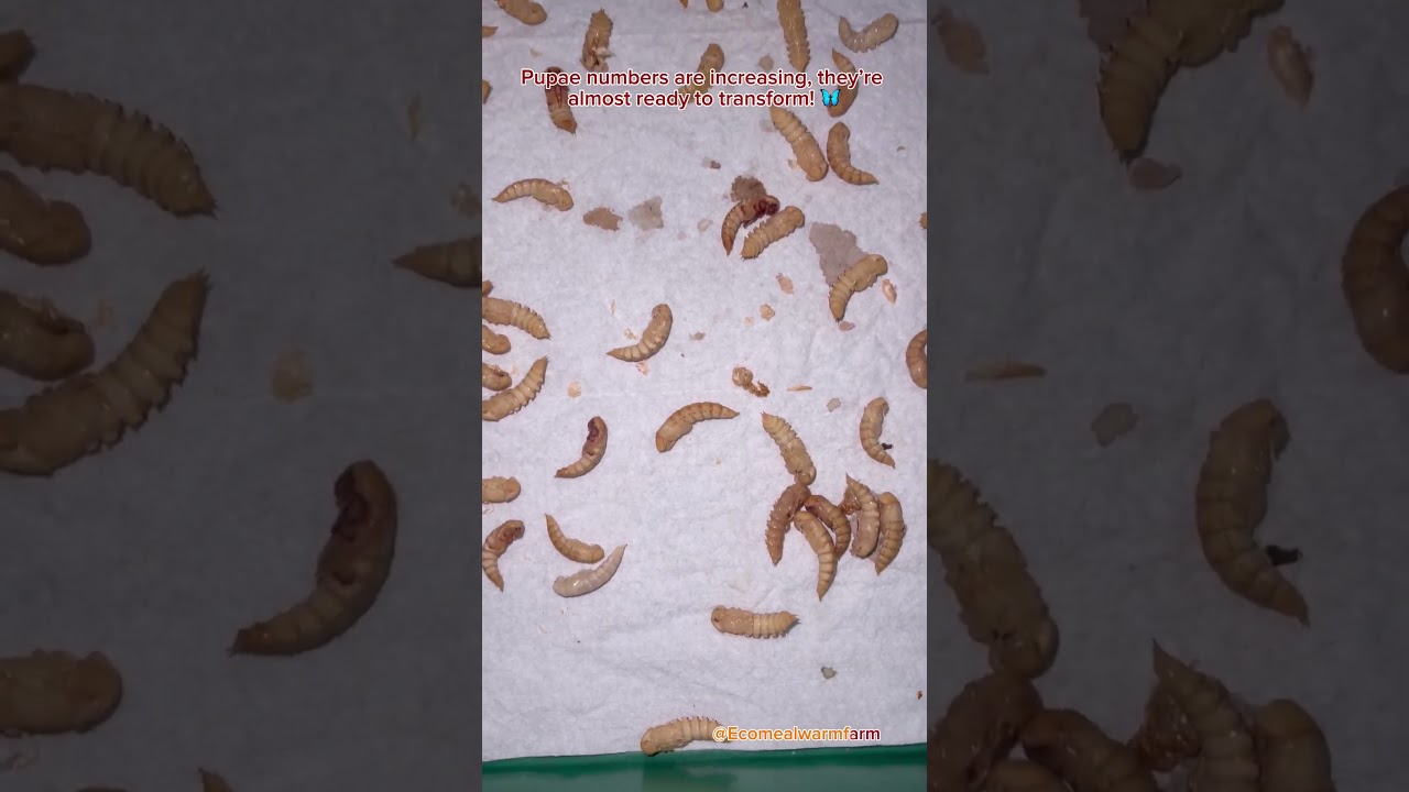 Day 29: Mealworms, Pupae & Beetles Time-Lapse 🐛🪲🌱 #mealwormfarm #mealworms