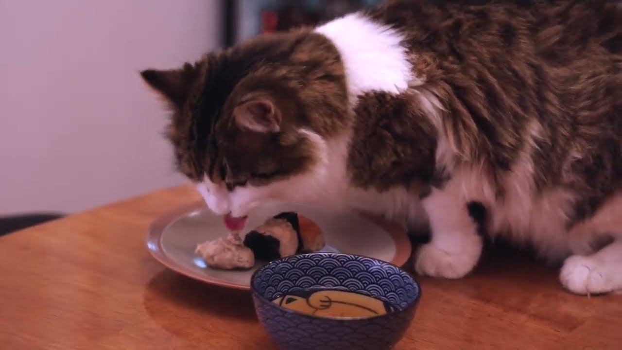 Cat sushi for Scooter and Terrence