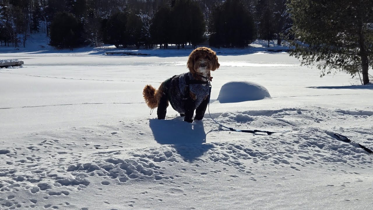Puppy Wars: The fight for the boots and potty