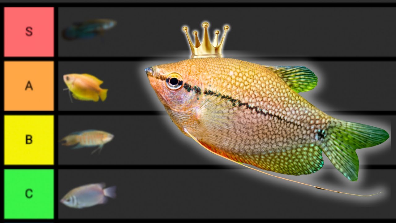 Ranking The BEST Gourami Fish