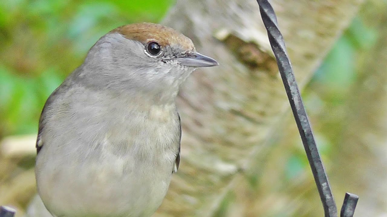 Very Aggressive Female Blackcap  ( Plus Other Little Birds )