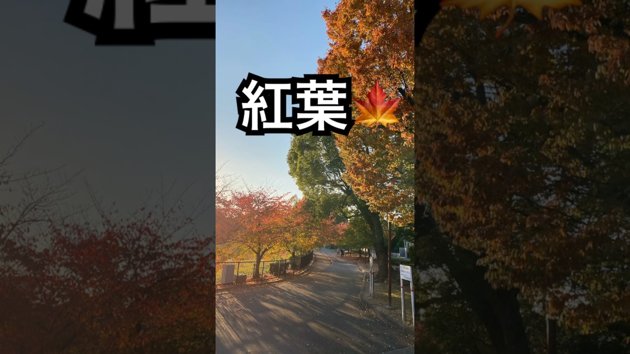 朝の紅葉🍁