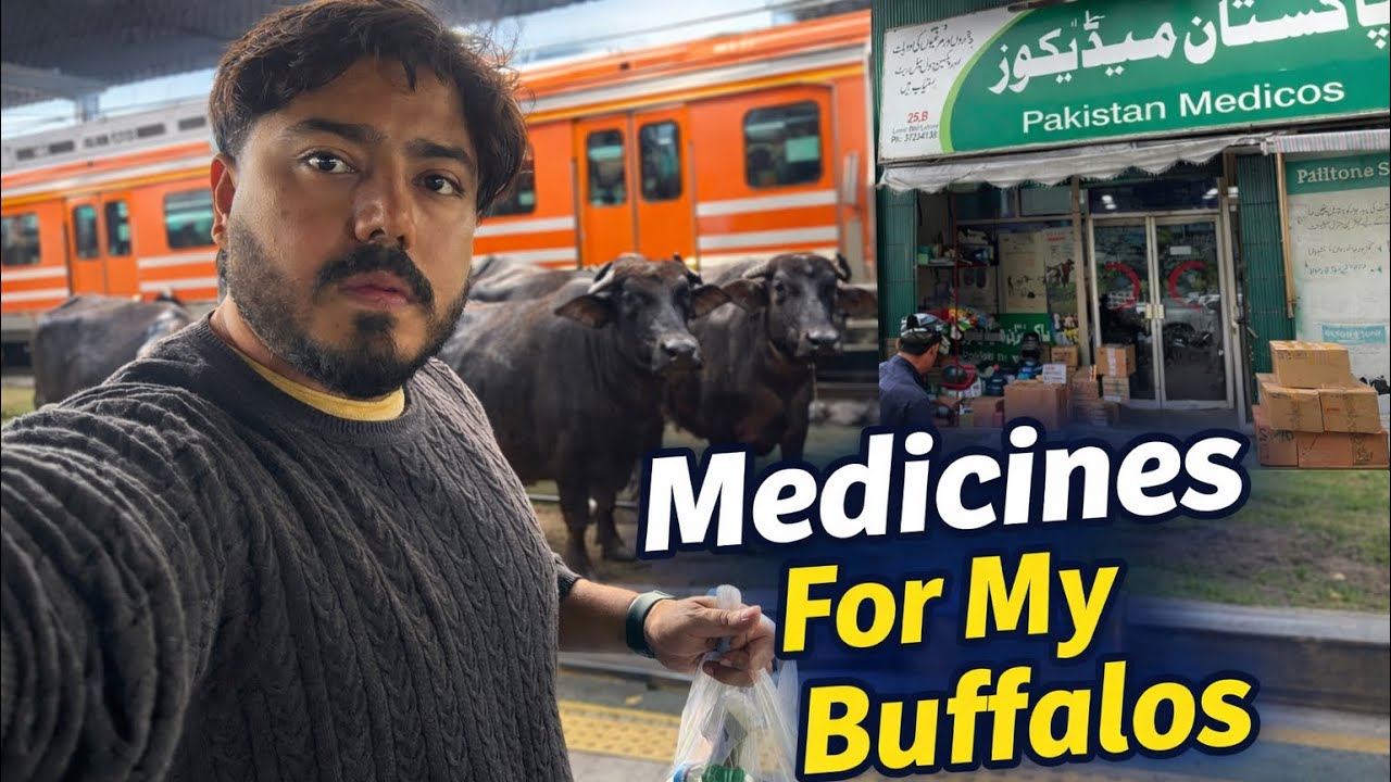 My Buffalo Was in Pain 🐄| Bought Medicine from Pakistan Medicos store