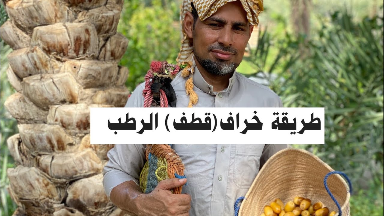 تعرف على كيفية خراف الرطب في مزارع الأحساء