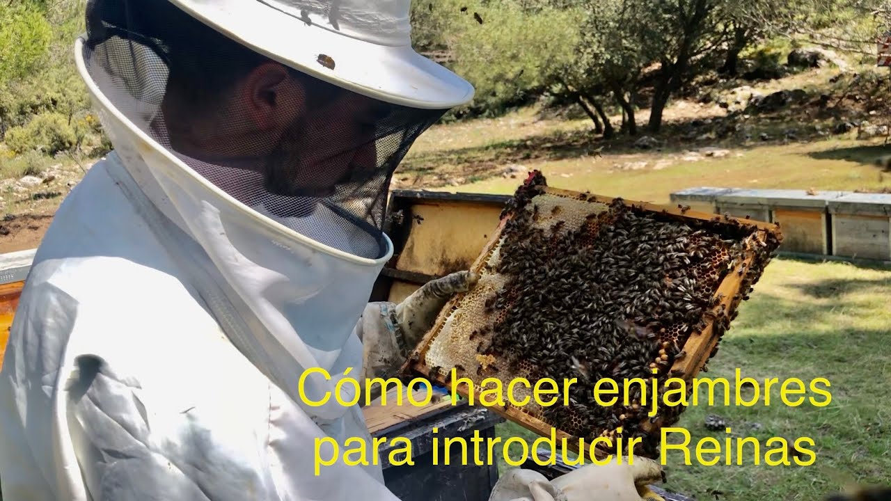 Cómo hacer enjambres para introducir Reinas