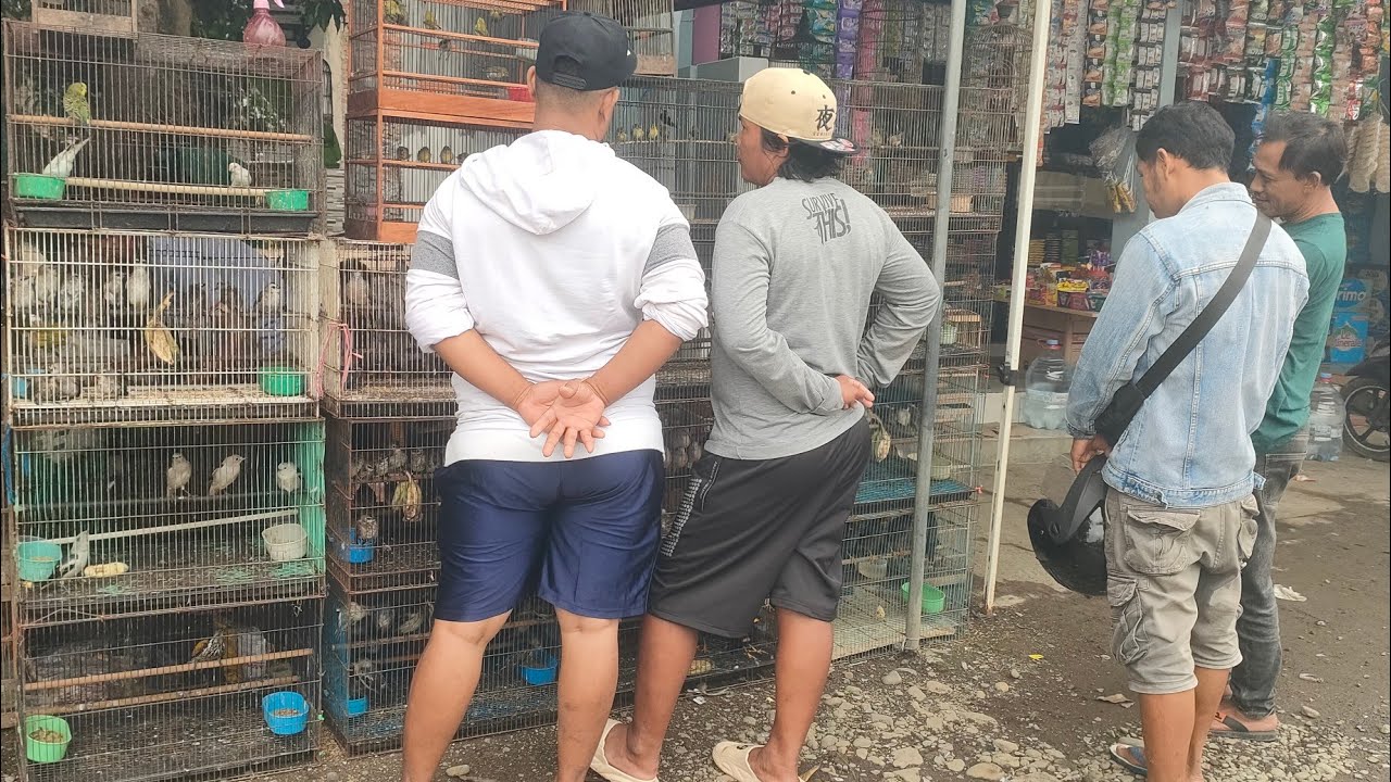 BURUNG KECIL INI SUARA NYA ISTIMEWA SEMANGAT KICAU MANIA MERAGUKAN KUALITAS NYA TAPI EMANG TOP