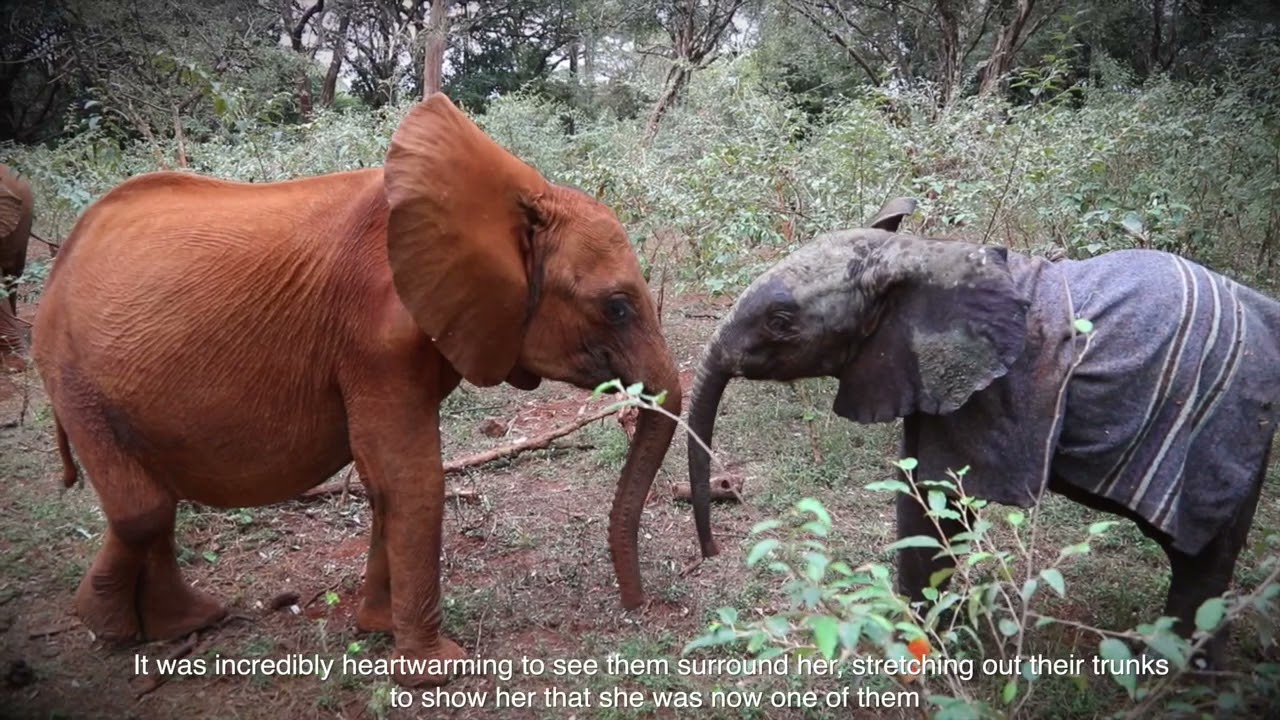 Rescue of Orphaned Elephant Kerrio | Sheldrick Trust