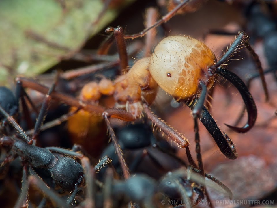 Army ants (Eciton burchellii)