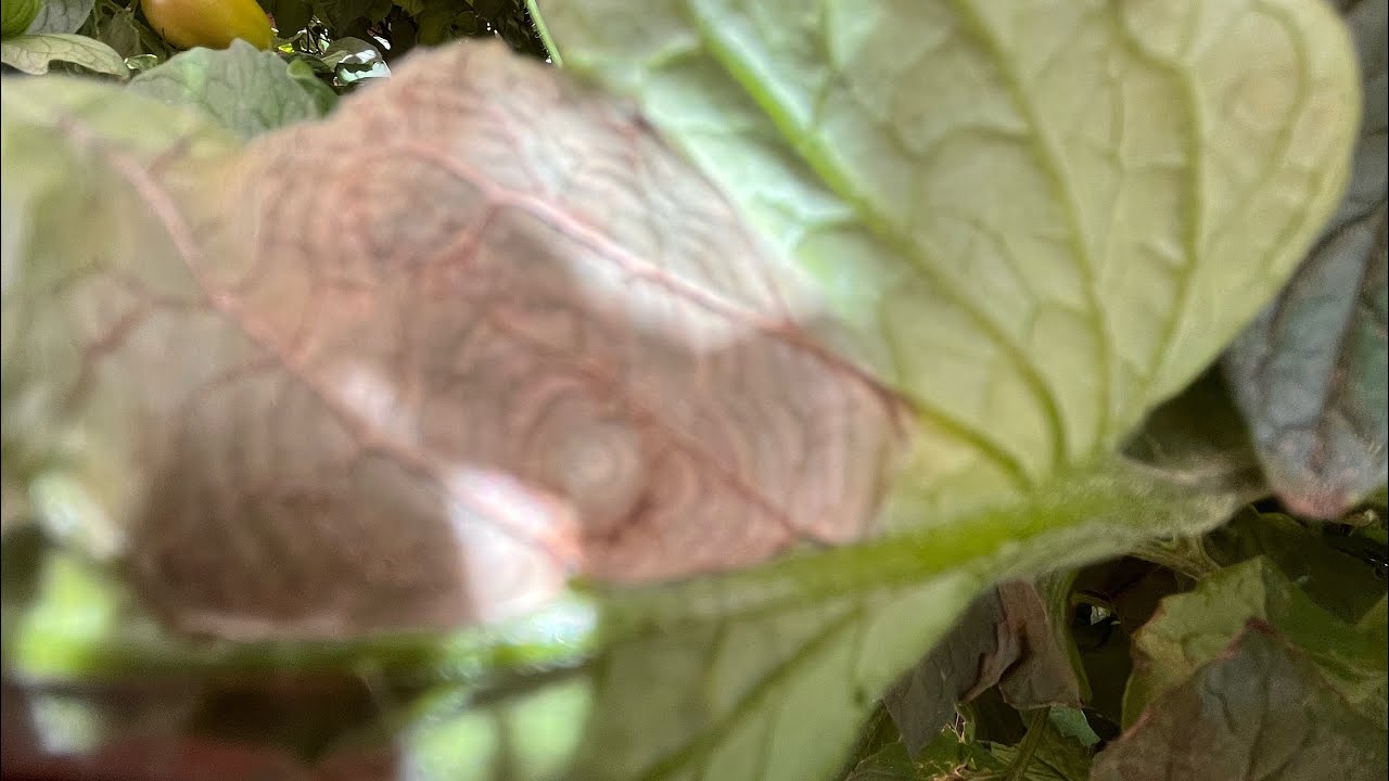 ALTERNARIA Y TIZON TARDIO  