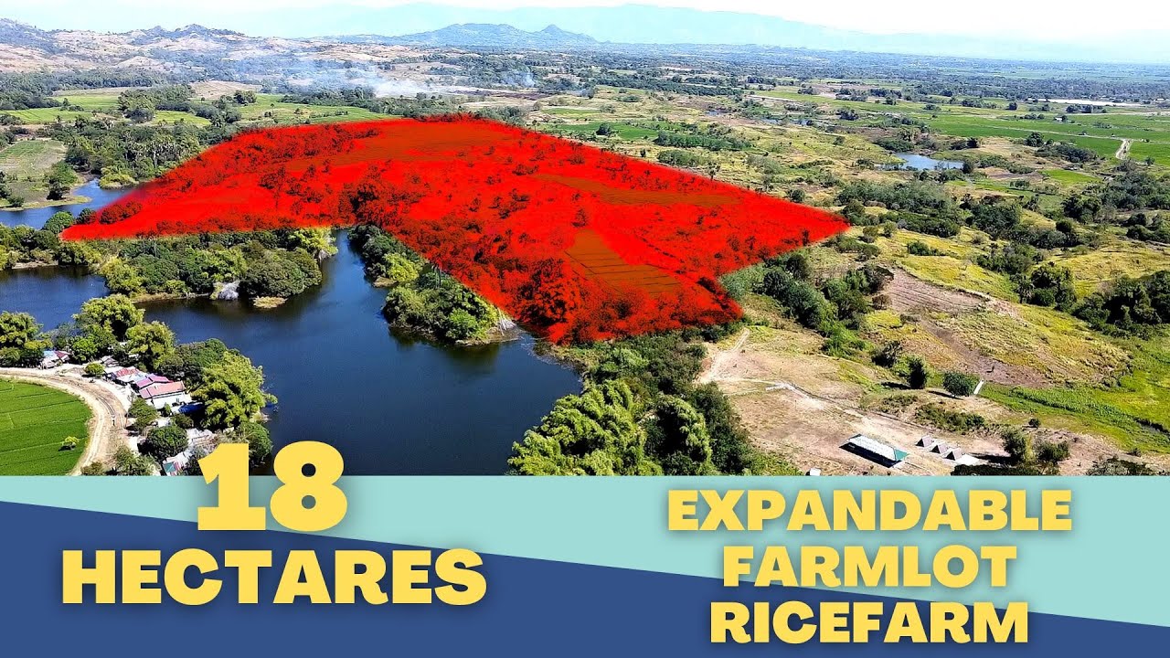 (V#124) 18HAS Farm Lot | Rice Field (Price : 40 per Sqm) @Cuyapo, Nueva Ecija With Aerial View