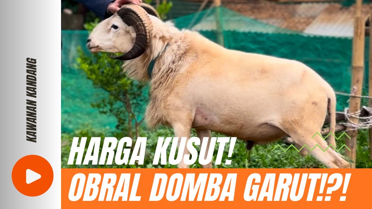 HARGA KUSUTT!! OBRAL DOMBA GARUT MURAH MULAI DARI 2 JUTAAN 😱 LANGSUNG DARI KANDANG DI BANDUNG 🐑🔥