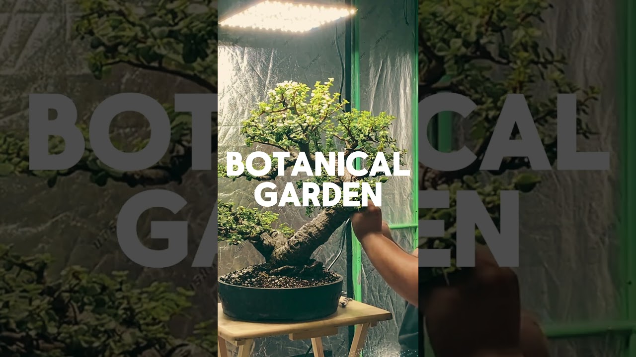 Tropicana Bonsai Styles a Historic Dwarf Jade: Reviving One of America’s Oldest Spekboom Bonsais