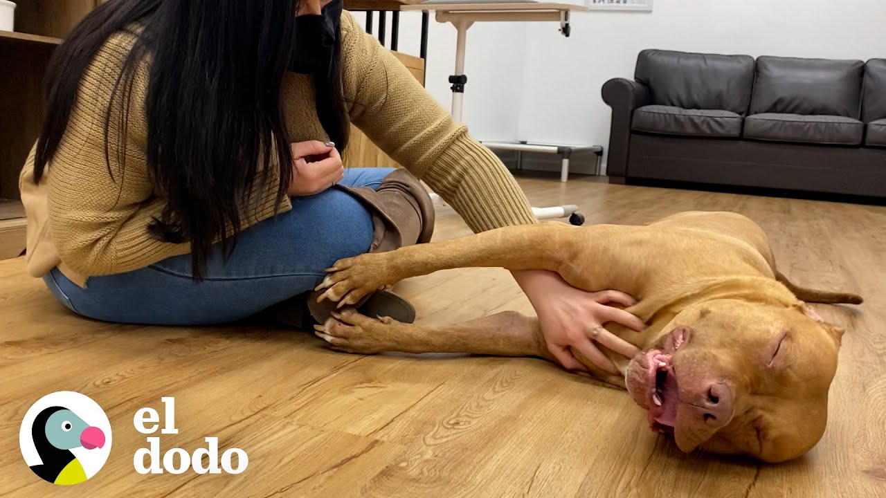 Cámara oculta capta a un chico abandonando a un pitbull fuera de una tienda | Puro Pitbull | El Dodo