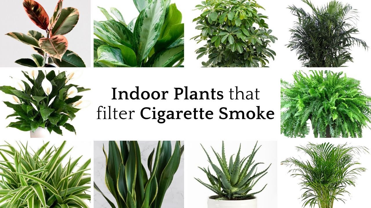 Indoor Plants that Filter Cigarette Smoke | Houseplants for Killing Cigarette Smells