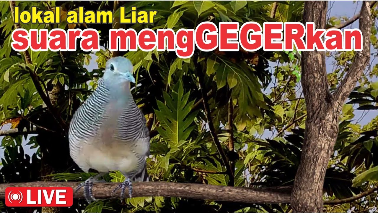suara burung Perkutut Lokal Gacor di alam suara merangsang BUNYI CEPAT NYAUT