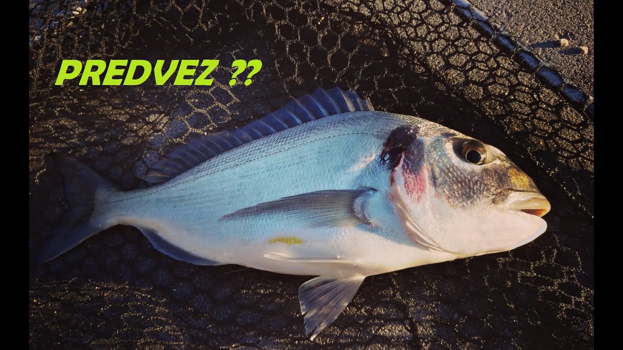 Predvez za oradu