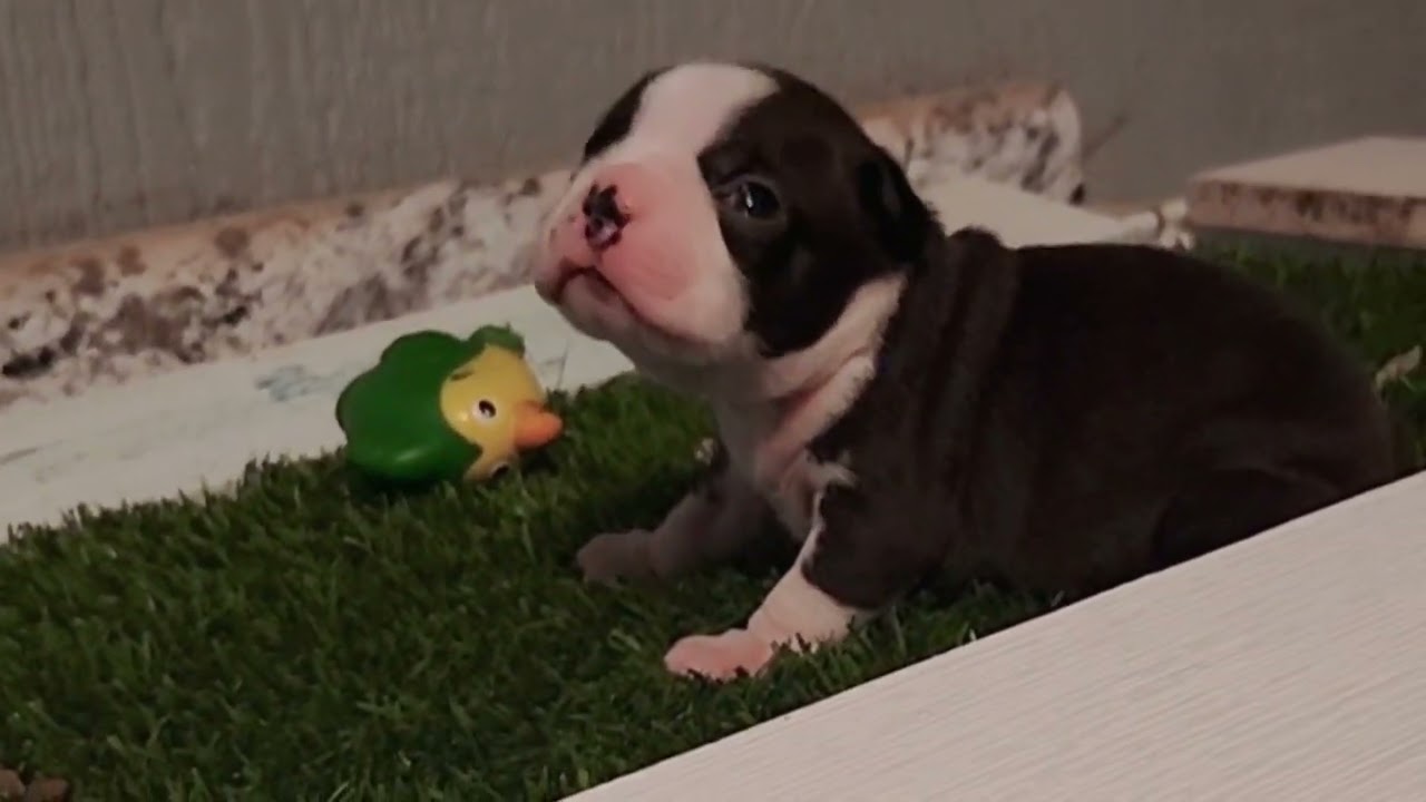 MALE #2 BOSTON TERRIER PUPPY BORN 1st 2026