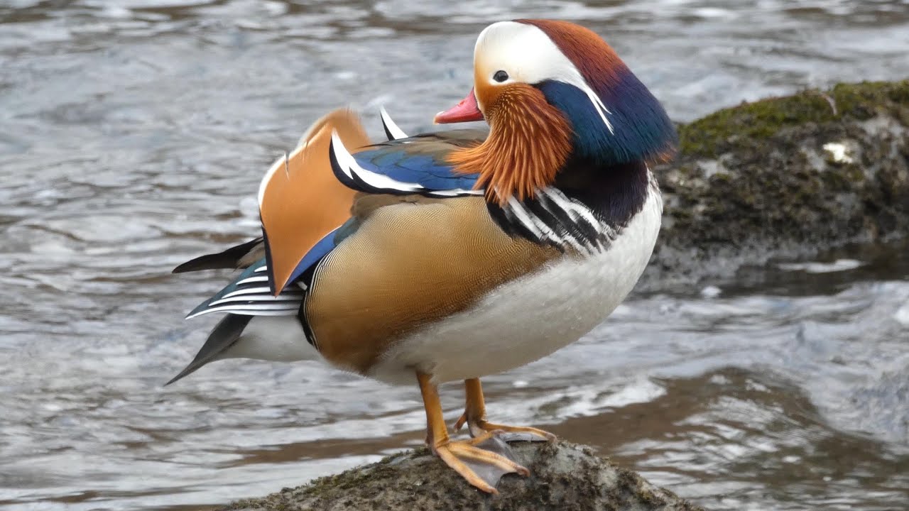 Mandarin Duck (Aix galericulata) preeining while visiting extended family (Anas platyrhynchos)(4K)