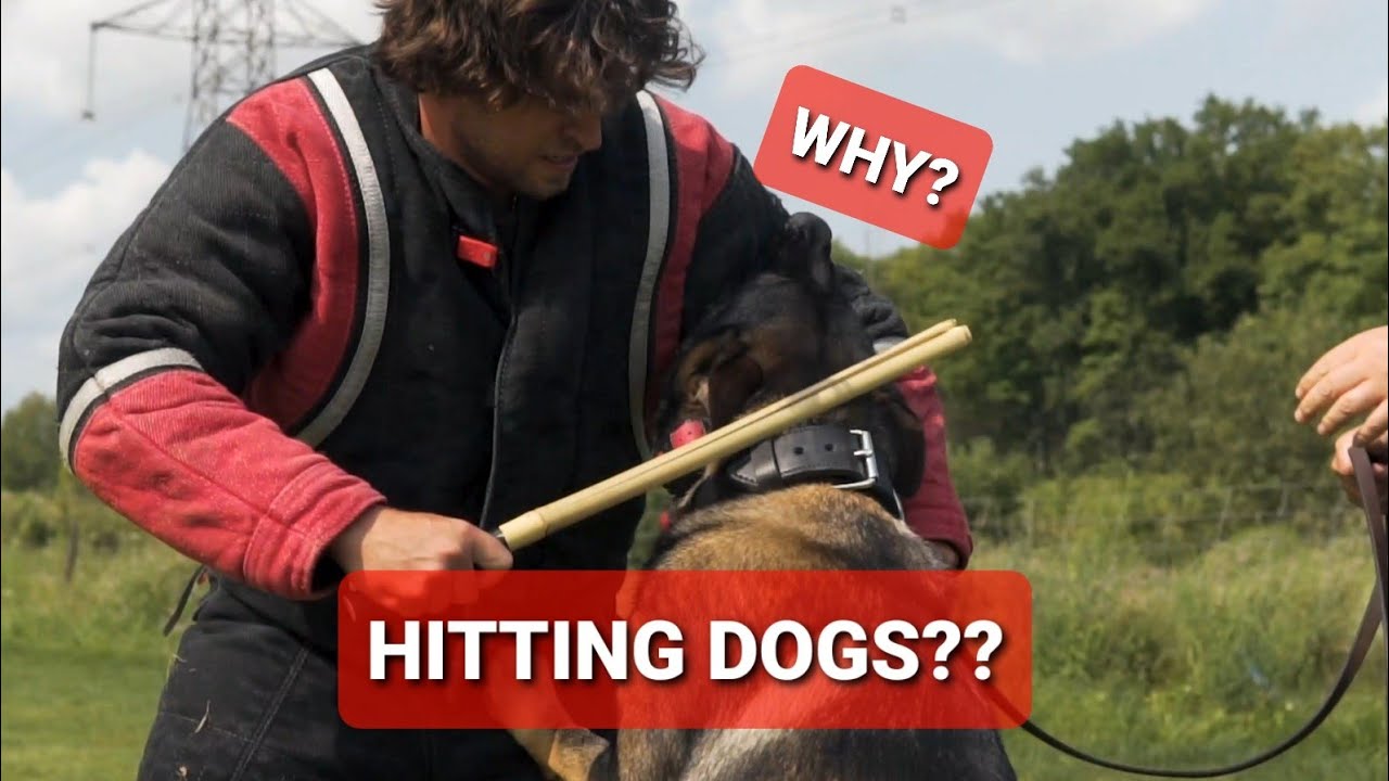 Why we HIT dogs during protection training