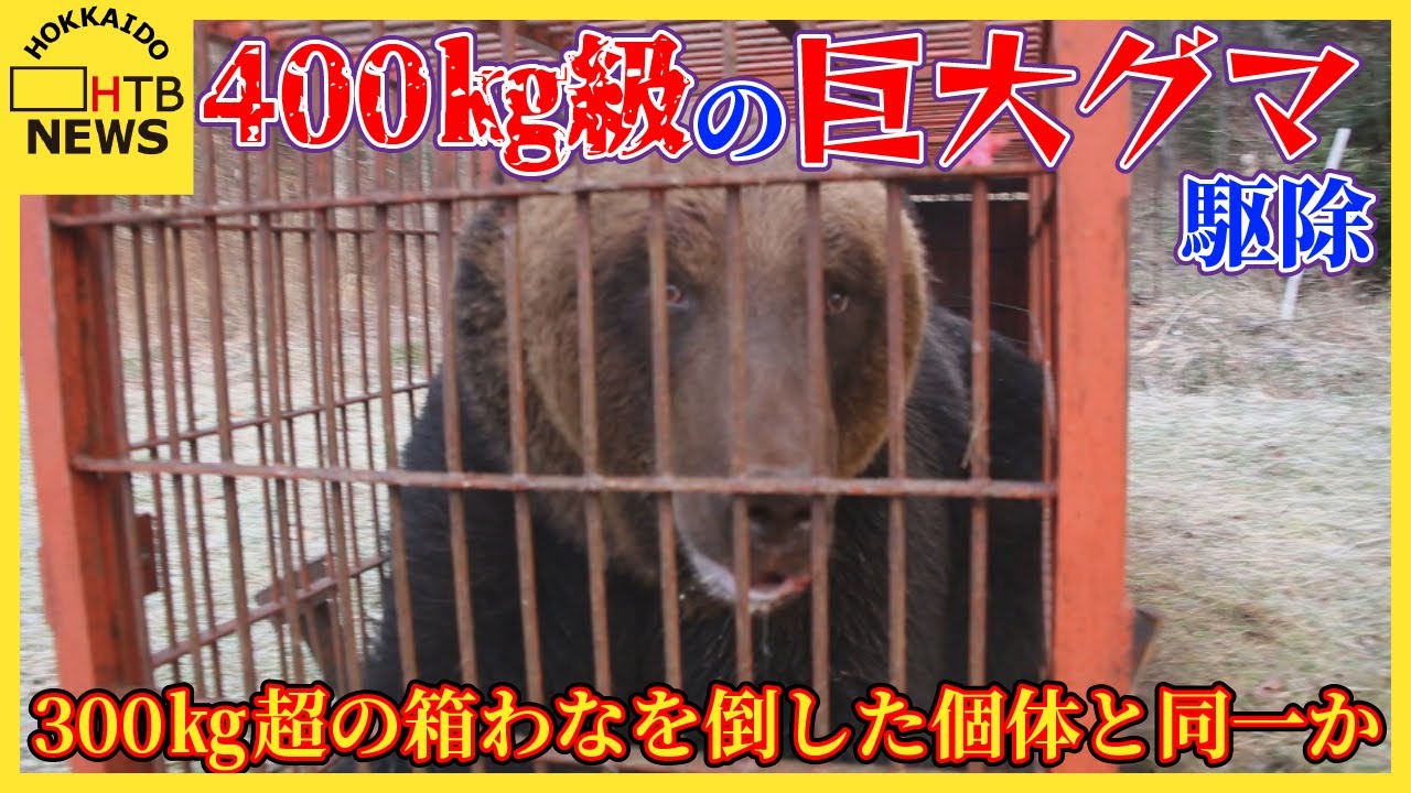 「稀に見る大きな個体」体長1.9m、体重400kg級の巨大グマを捕獲！300kg超の箱わなを倒した個体と同一か