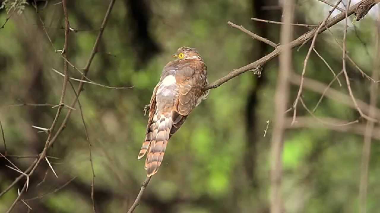 Common Hawk Cuckoo