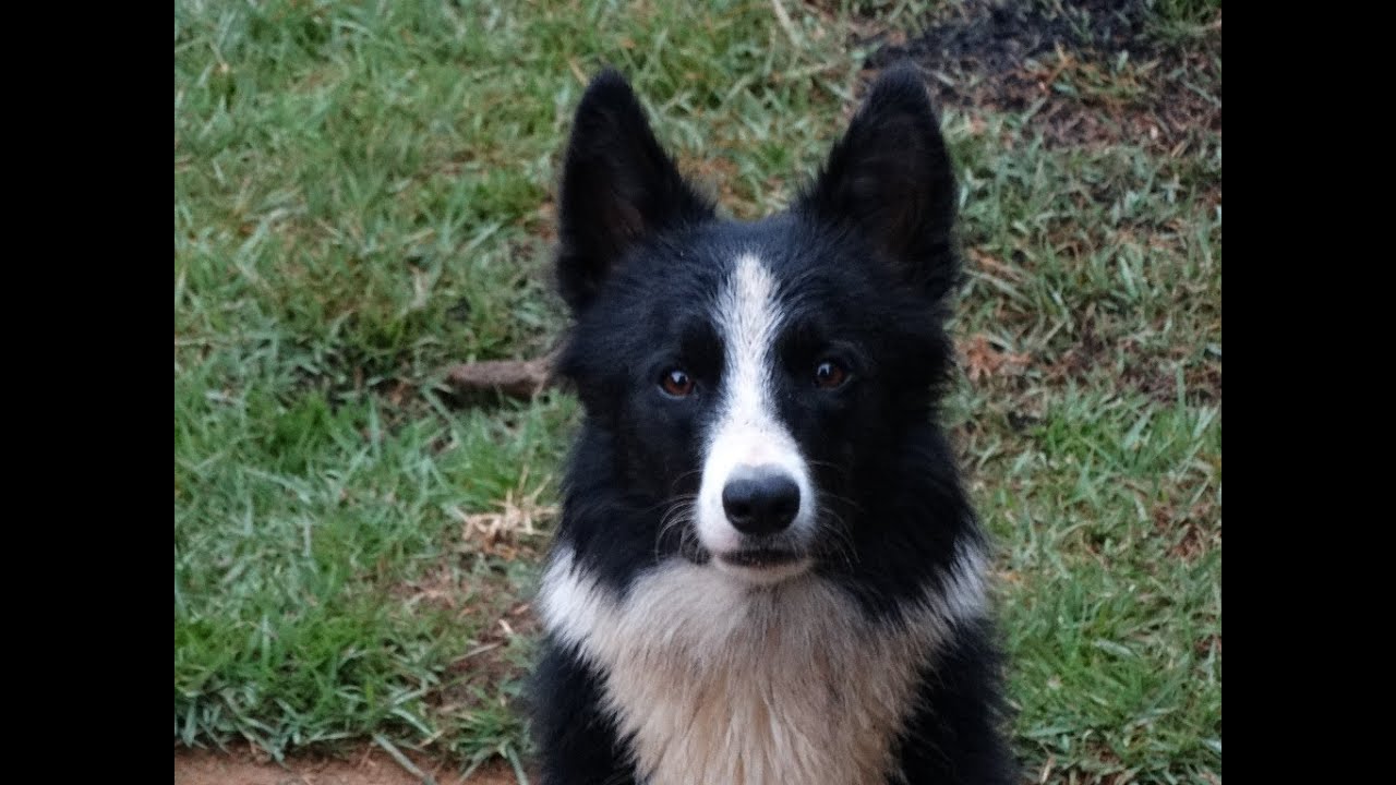 Adestramento Freestille Border Collie Jiló - Adestrador Oberdan