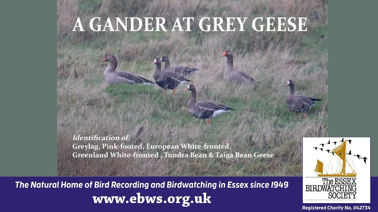 How to... Identify Grey Geese
