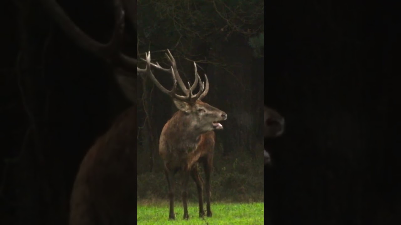 Burlend Edelhert in de Bronst – Indrukwekkend Natuurmoment  