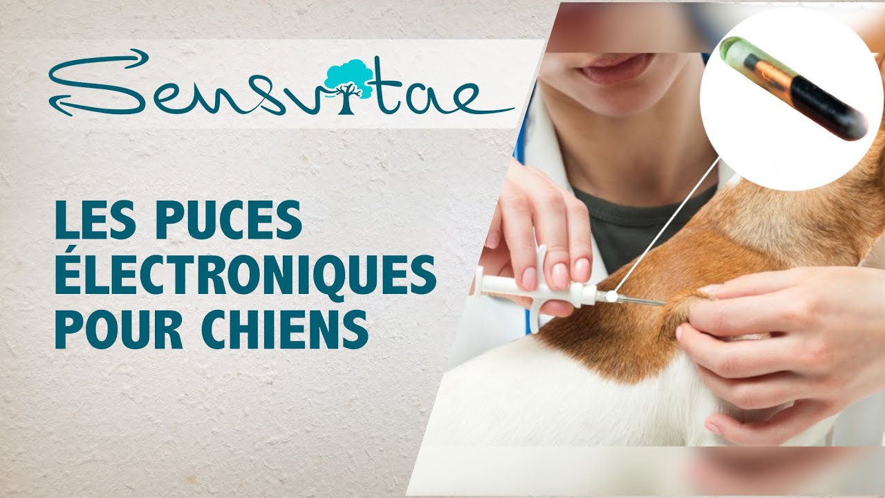 Ce qu'il faut savoir sur les puces électroniques pour chien avec la vétérinaire Dr Tatamo