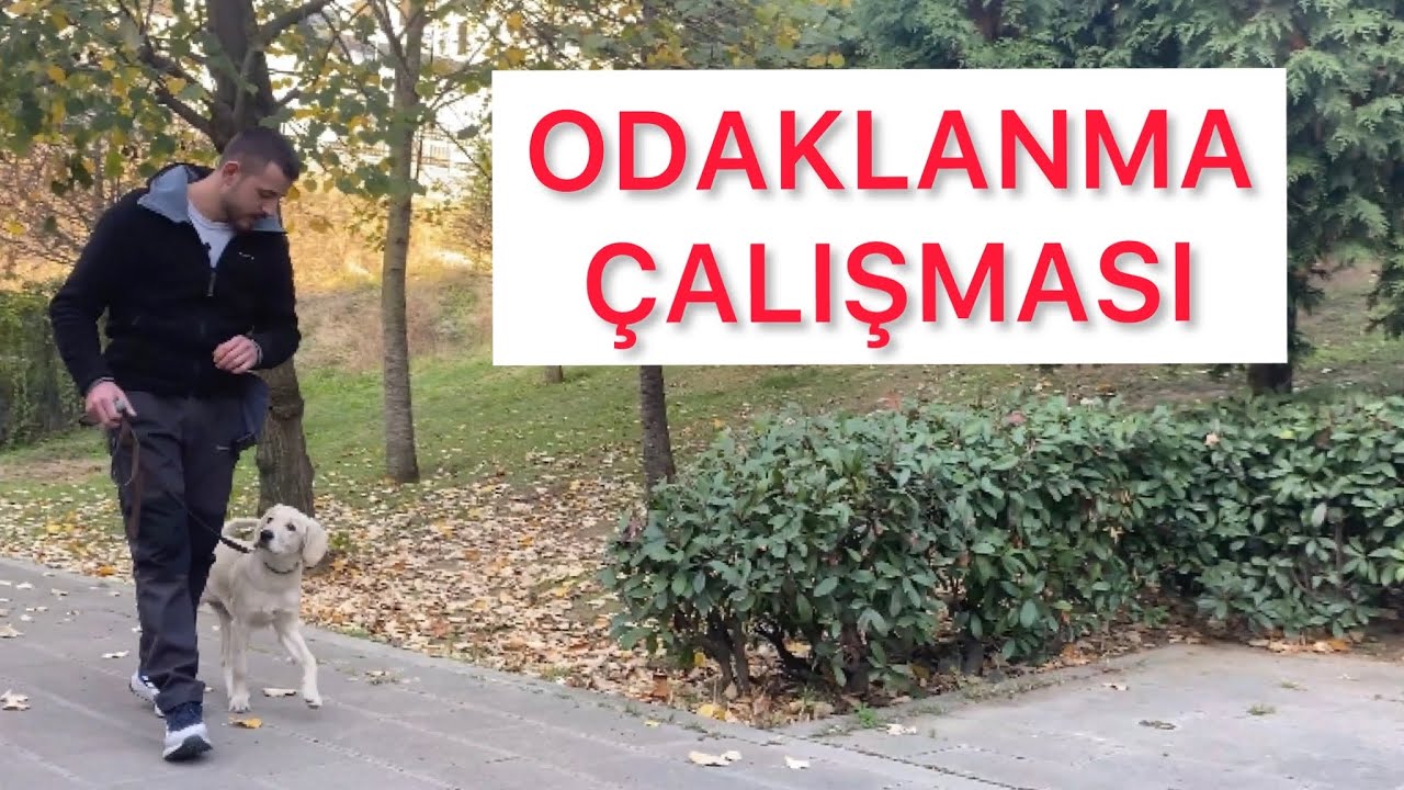 Köpeklerde Odaklanma - Köpek Odaklanma Eğitimi
