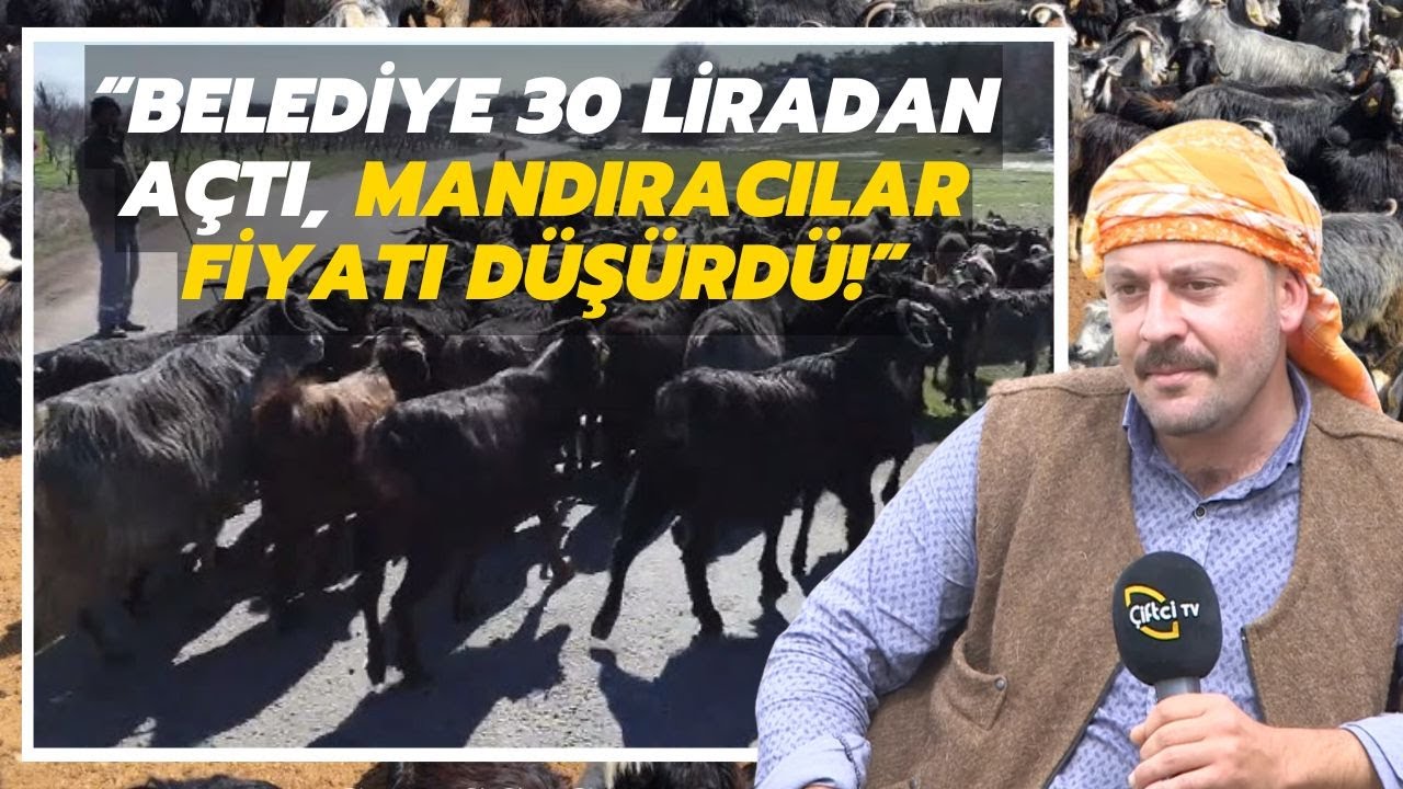 Belediye 30 Liradan Açtı, Mandıracılar Fiyatı Düşürdü!