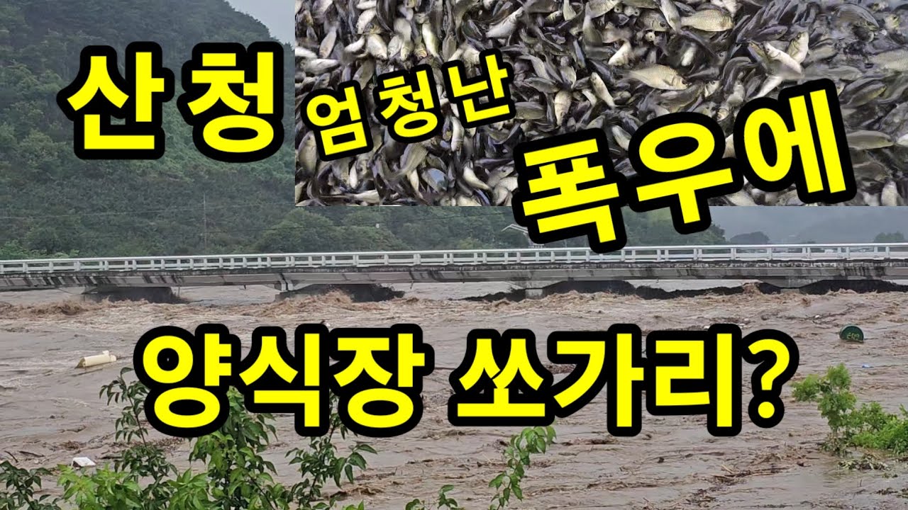 산청 엄청난 폭우에 양식장 쏘가리는?  양천강 둑이 터지면서... 김진규쏘가리