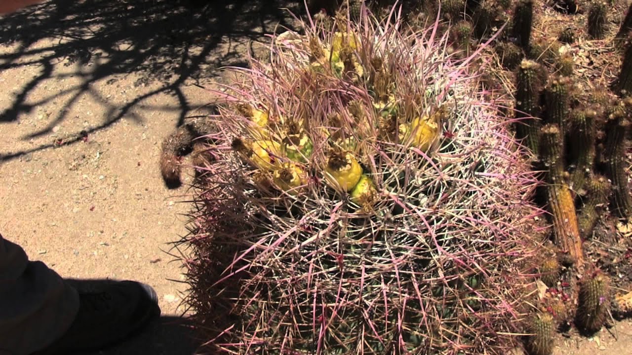 Barrel Cactus Uses