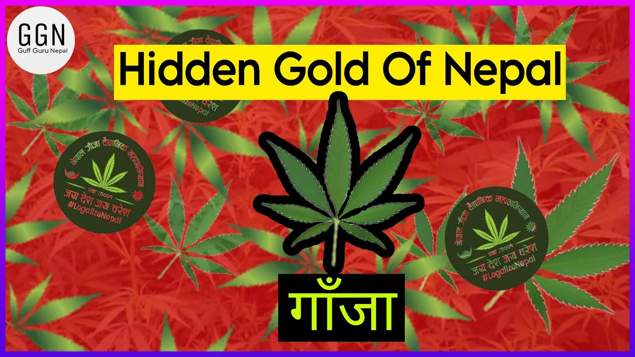 Nepal is missing a great opportunity||Possibilities of hemp in Nepal||Guff Guru Nepal
