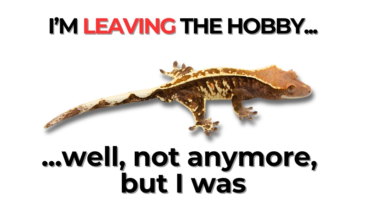 The Main Reason why Breeders Quit the Hobby (My story)