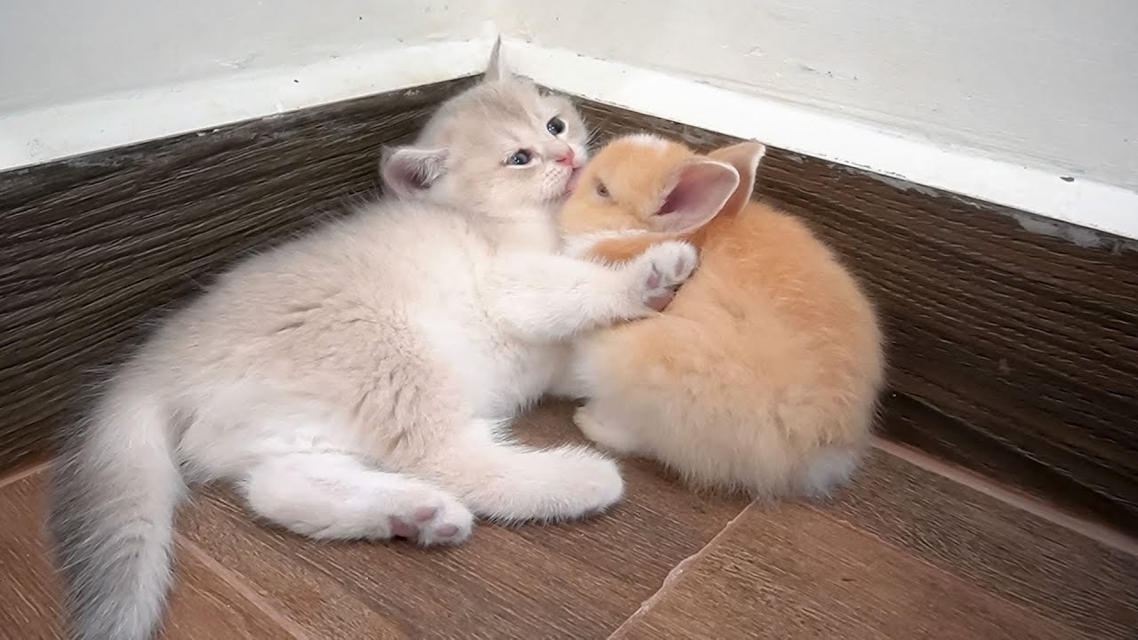Kitten and bunny form an immediate and unlikely bond, becoming fast friends from their first meeting