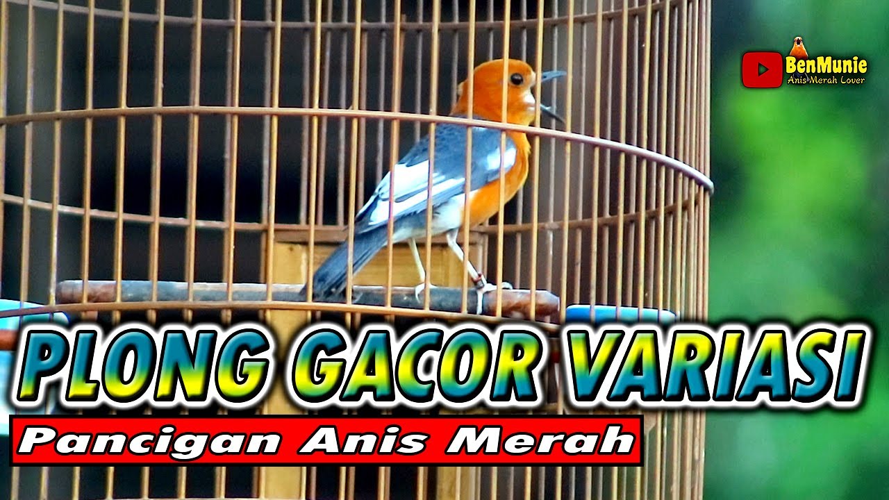 ANIS MERAH GACOR NGEPLONG KERAS VARIASI SANGAT COCOK UNTUK PANCINGAN ANIS MERAH BIAR BUNYI