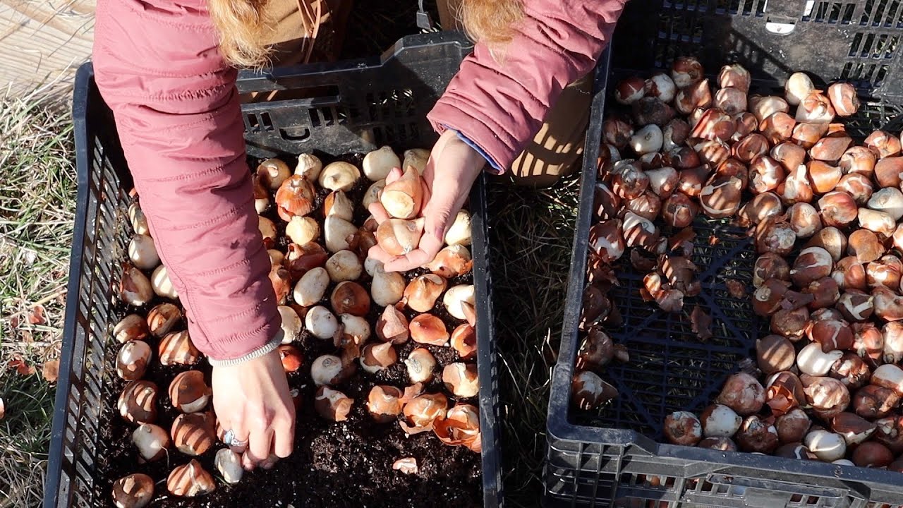 How to Grow Tulips in Crates for Valentine's Day Blooms