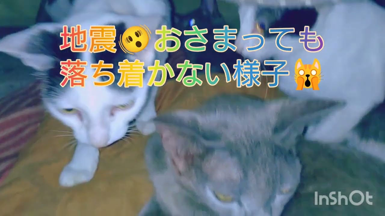 地震のとき猫さんコタツに避難🙀 Cats take refuge in kotatsu during earthquake.