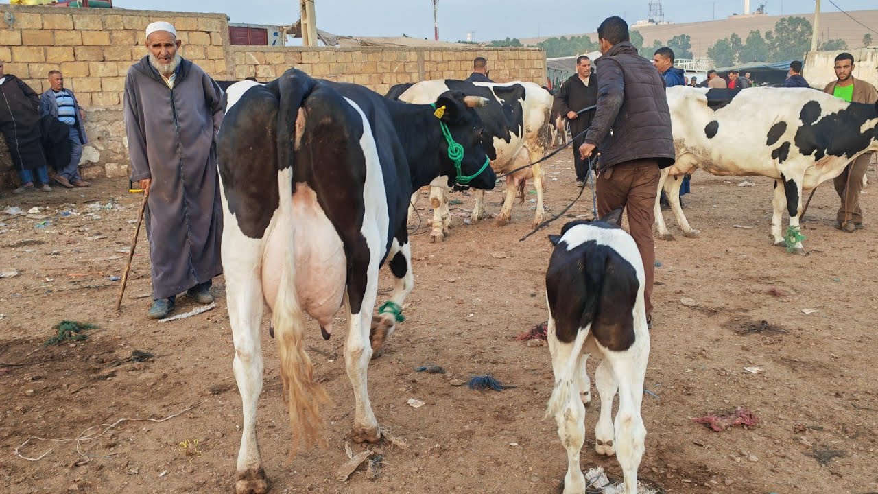 مباشرة من سوق سبت سطات مع اتمنة البقرة والدة وضارة رواسية 