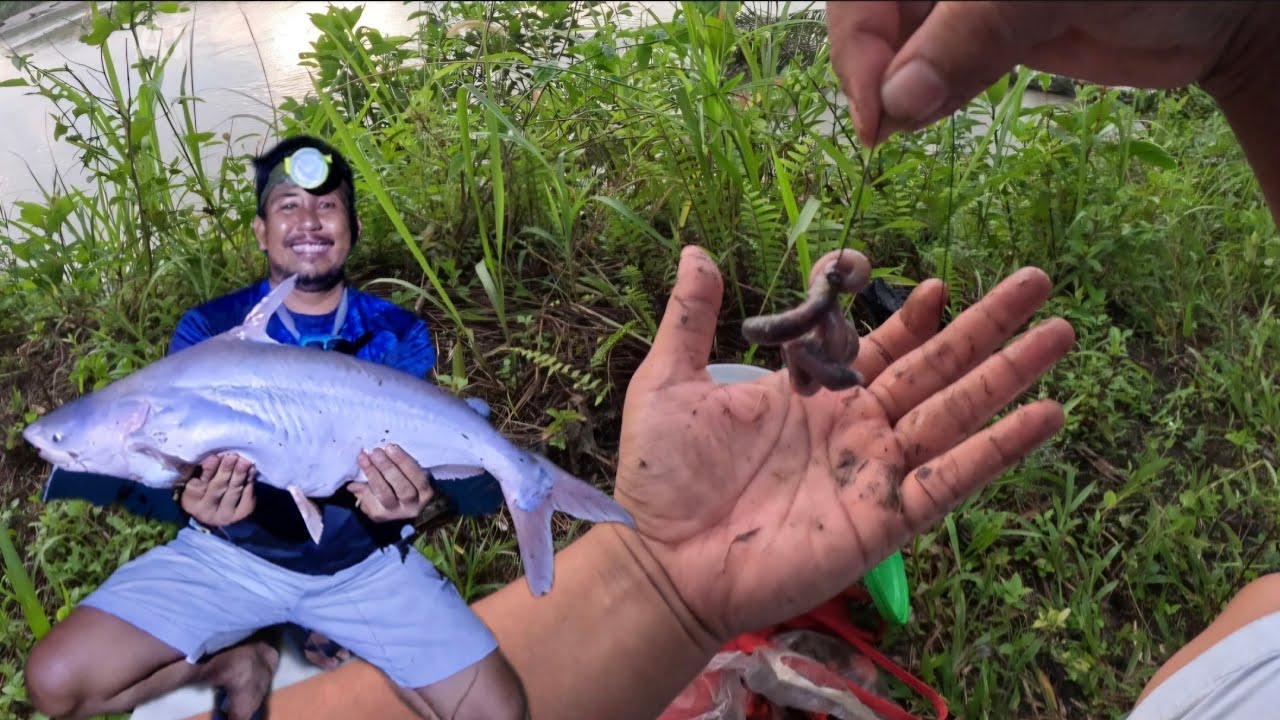 SETELAH DIGUYUR HUJAN DERAS IKAN TARGET LANGSUNG MENYAMBAR UMPAN PATIN BABON BERHASIL KITA DAPATKAN
