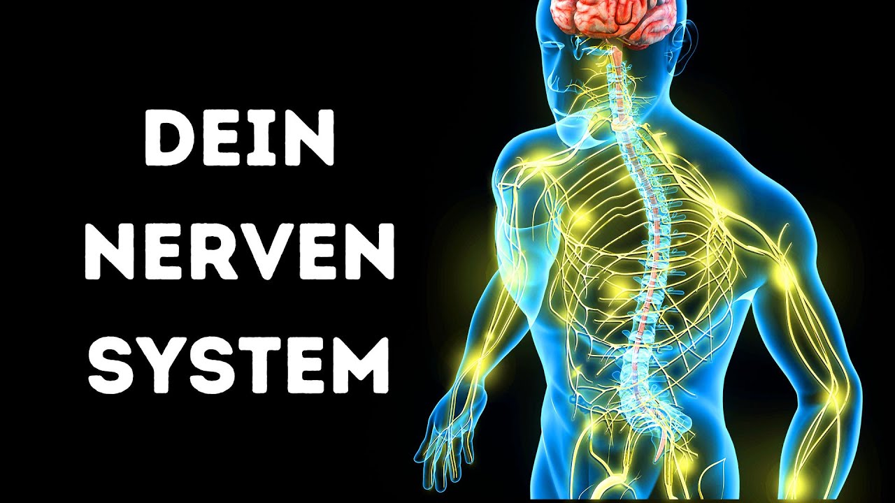 Eine Reise durch dein Nervensystem