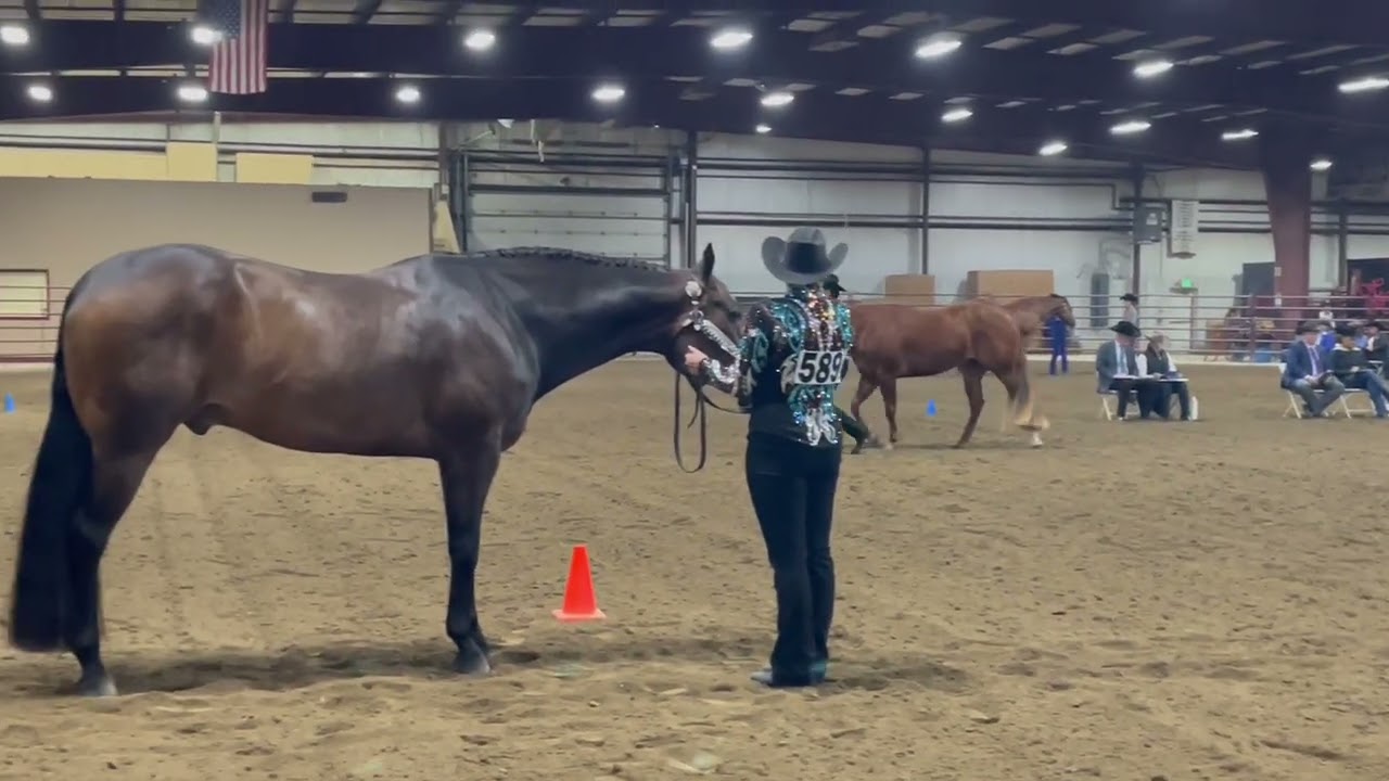 Good Girl Gone Batt 2022 Mare 2024/25 Showmanship