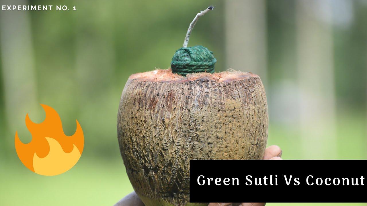 SUTLI vs COCONUT - 🔥 The ultimate explosion - Power of Sutli Bomb | Sutli- The Destroyer  🔥  🔥