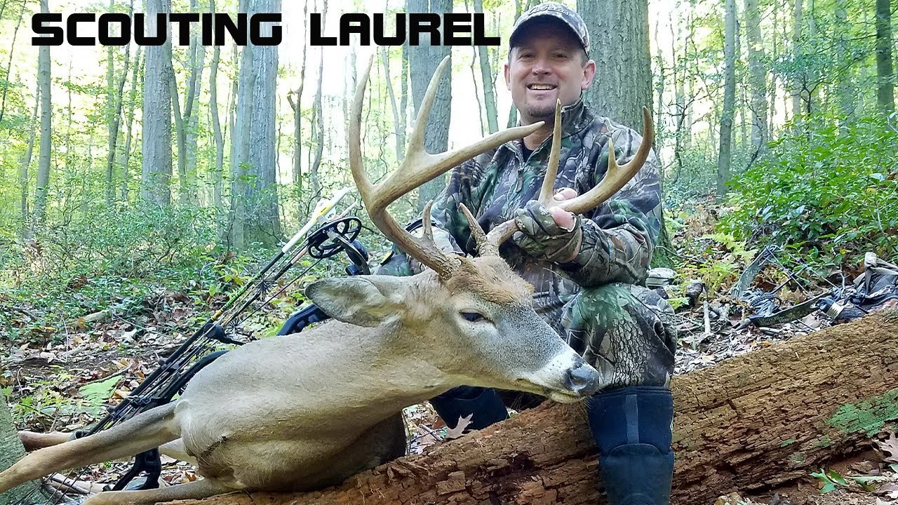 TIPS for SCOUTING MOUNTAIN LAUREL!! - Summer Deer Scouting 2022