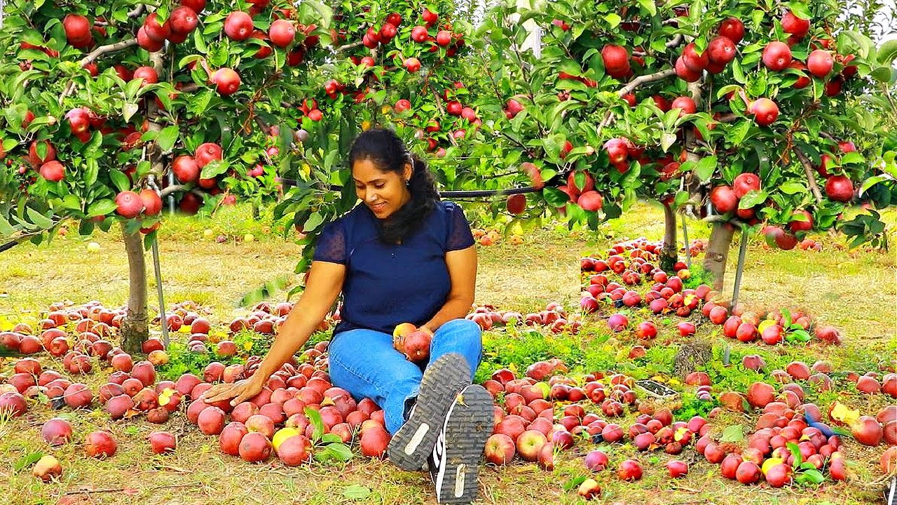 പറമ്പ് നിറച്ചും ആപ്പിൾ ആണേ ഇന്ന് ആപ്പിൾ പറക്കലും ഇവിടത്തെ മനോഹരമായ കാഴ്ചകളും || FAMILY VLOG