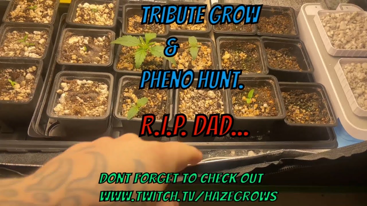 GrowVlog- Starting a Tribute Grow... (Chico)RIP Dad