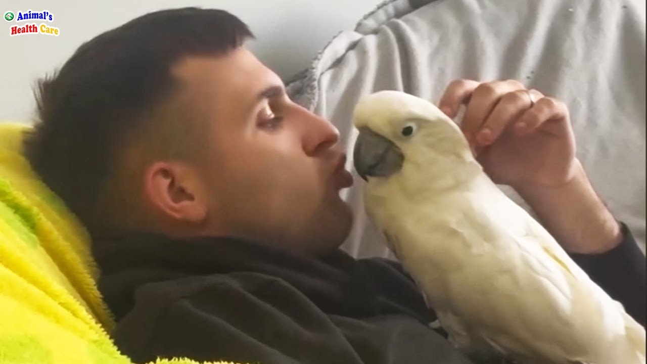 Heartbroken Rescuer Watches Cockatoo Bond with Her Husband