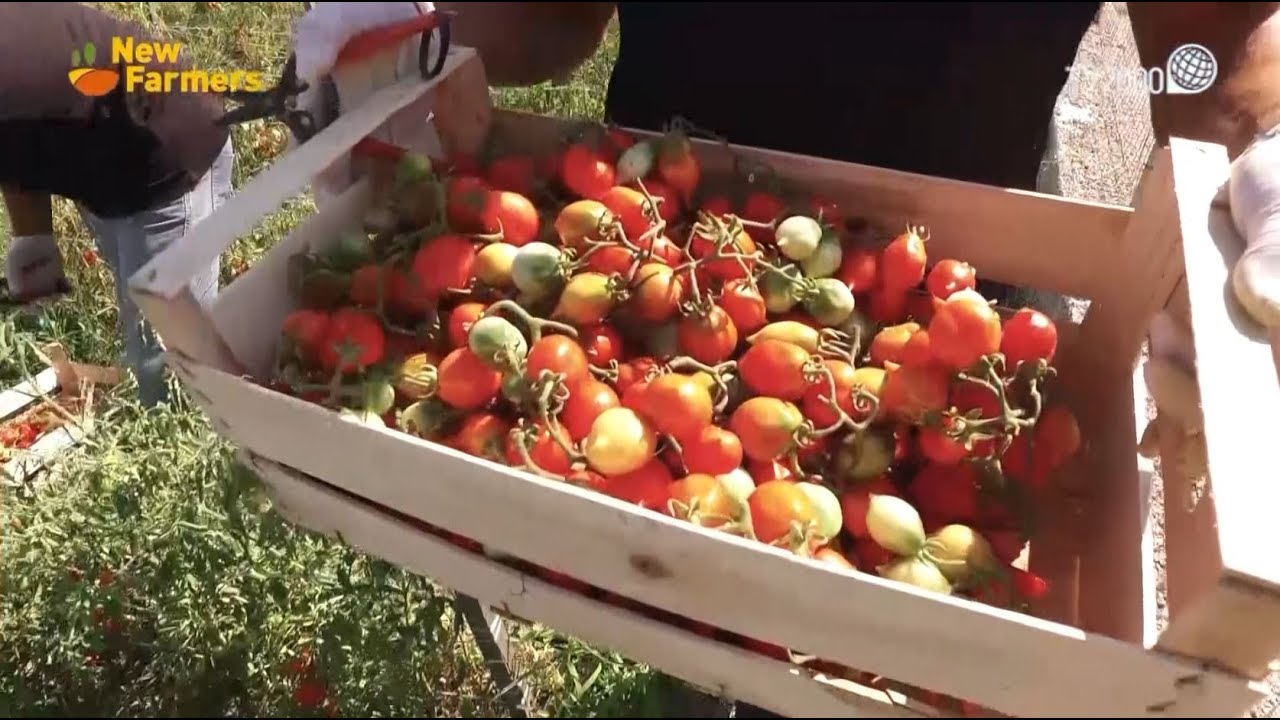New Farmers - Il Pomodorino del Piennolo del Vesuvio D.O.P